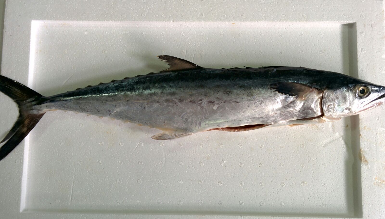 Spanish Mackerel (Scomberomorus brasiliensis)